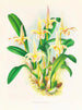 Lobe de Bolbophyllum - Jean Jules Linden — widok dzieła
