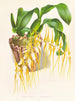 Brassia caudée - Jean Jules Linden — widok dzieła