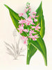 Calanthe Masuca - Jean Jules Linden — widok dzieła