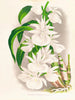 Catasetum bungerothi - Jean Jules Linden — widok dzieła