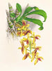 Catasetum galeritus - Jean Jules Linden — widok dzieła