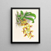 Catasetum galeritus - Jean Jules Linden — oprawiony obraz na ścianie