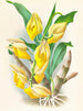 Catasetum macrocarpum - Jean Jules Linden — widok dzieła