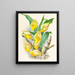 Catasetum macrocarpum - Jean Jules Linden — oprawiony obraz na ścianie