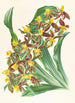Catasetum rodigasianum - Jean Jules Linden — widok dzieła