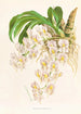 Catasetum tigrinum - Jean Jules Linden — widok dzieła
