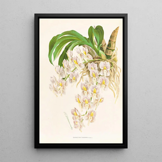 Jean Jules Linden - Catasetum tigrinum.webp