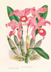 Cattleya Lawrenceana - Jean Jules Linden — widok dzieła