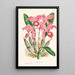 Cattleya Lawrenceana - Jean Jules Linden — oprawiony obraz na ścianie