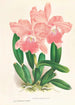 Cattleya Malouana - Jean Jules Linden — widok dzieła