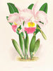 Cattleya Mendeli - Jean Jules Linden — widok dzieła