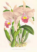 Cattleya Trianae - Jean Jules Linden — widok dzieła