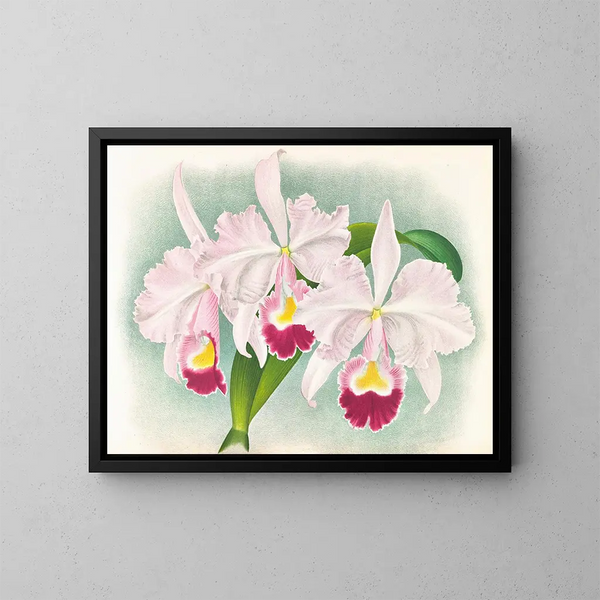 Cattleya trianae var. Martin Cahuzac - Jean Jules Linden — oprawiony obraz na ścianie