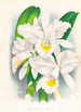 Cattleya Trianae var Pallida - Jean Jules Linden — widok dzieła