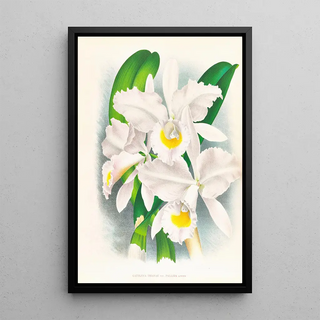 Jean Jules Linden - Cattleya Trianae var Pallida.webp