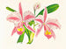 Cattleya trianae var. striata - Jean Jules Linden — widok dzieła