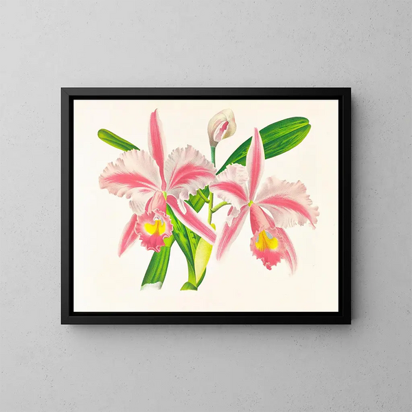 Cattleya trianae var. striata - Jean Jules Linden — oprawiony obraz na ścianie