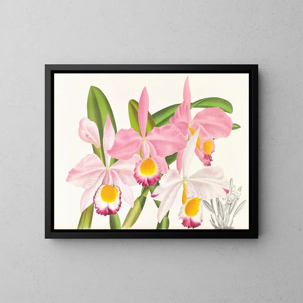 Cattleya eldorado - Jean Jules Linden — oprawiony obraz na ścianie