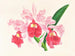 Cattleya gigas - Jean Jules Linden — widok dzieła