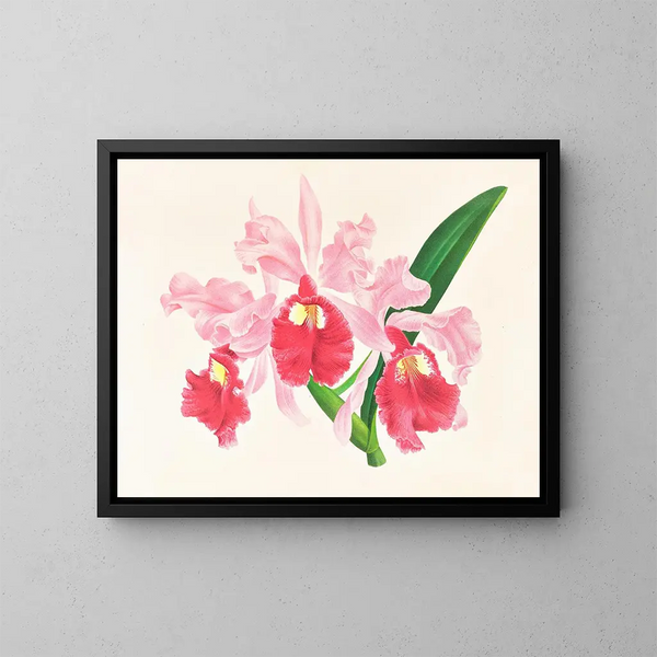 Cattleya gigas - Jean Jules Linden — oprawiony obraz na ścianie