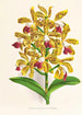 Cattleya guttata - Jean Jules Linden — widok dzieła