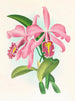 Cattleya maxima - Jean Jules Linden — widok dzieła