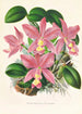 Cattleya nobilior - Jean Jules Linden — widok dzieła