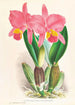 Cattleya percivaliana var reichenbachi - Jean Jules Linden — widok dzieła