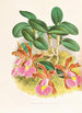 Cattleya schilleriana - Jean Jules Linden — widok dzieła