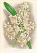 Cleisostoma Guiberti - Jean Jules Linden — widok dzieła