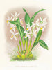 Coelogyne ocellata - Jean Jules Linden — widok dzieła