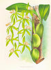 Coelogyne peltastes - Jean Jules Linden — widok dzieła