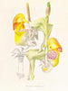 Coryanthes bungerothi - Jean Jules Linden — widok dzieła