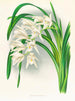 Mistrzowie Cymbidium - Jean Jules Linden — widok dzieła