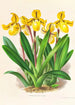 Cypripedium Druryi - Jean Jules Linden — widok dzieła