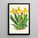 Cypripedium Druryi - Jean Jules Linden — oprawiony obraz na ścianie