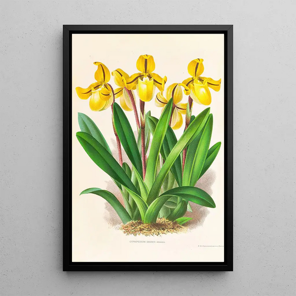 Jean Jules Linden - Cypripedium Druryi.webp