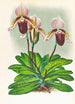 Cypripedium barbato veitchianum - Jean Jules Linden — widok dzieła
