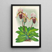 Cypripedium barbato veitchianum - Jean Jules Linden — oprawiony obraz na ścianie