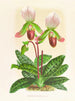 Cypripedium callosum - Jean Jules Linden — widok dzieła