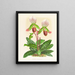 Cypripedium callosum - Jean Jules Linden — oprawiony obraz na ścianie