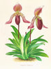 Cypripedium fraseri - Jean Jules Linden — widok dzieła