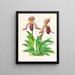 Cypripedium fraseri - Jean Jules Linden — oprawiony obraz na ścianie