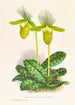 Cypripedium lawrenceanum var hyeanum - Jean Jules Linden — widok dzieła