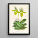 Cypripedium lawrenceanum var hyeanum - Jean Jules Linden — oprawiony obraz na ścianie
