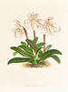 Cypripedium microchilum - Jean Jules Linden — widok dzieła