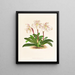 Cypripedium microchilum - Jean Jules Linden — oprawiony obraz na ścianie