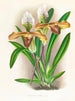 Cypripedium brillant - Jean Jules Linden — widok dzieła