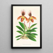 Cypripedium oenanthum superbum - Jean Jules Linden — oprawiony obraz na ścianie