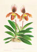 Cypripedium oenanthum superbum - Jean Jules Linden — widok dzieła